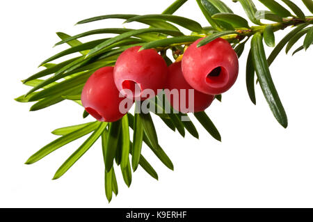 Twig Eibe mit roten Früchten in der Nähe nach oben auf weißem Hintergrund. Stockfoto