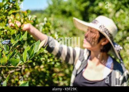 Eine asiatische Frau mit einem Strohhut war Kommissionierung blaue Beeren zu einem U PICK Blue Berry Farm im Sommer Stockfoto