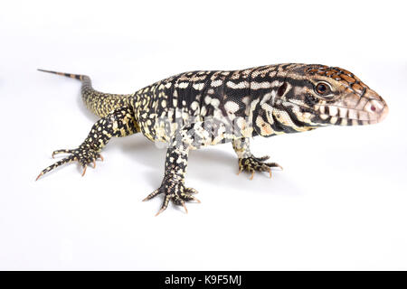 Argentinischen Schwarz und Weiß tegu, Salvator merianae Stockfoto