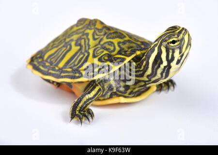 Florida redbelly Schildkröte, Pseudemys nelsoni Stockfoto