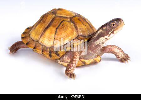 Golfküste, Schildkröte, Terrapene carolina Major Stockfoto