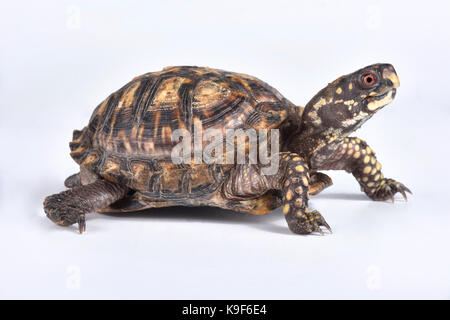 Eastern box Turtle, Terrapene Carolina Carolina Stockfoto