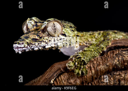 Giant Leaf-tailed Gecko, Uroplatus giganteus Stockfoto