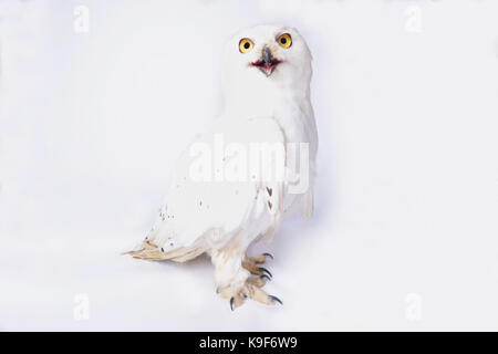 Snowy Owl, Bubo scandiacus Stockfoto