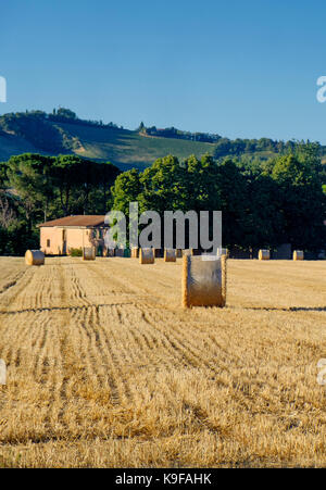 Land Landschaft zwischen Riolo Terme und Brisighella (Ravenna, Emilia Romagna, Italien) im Sommer. Stockfoto