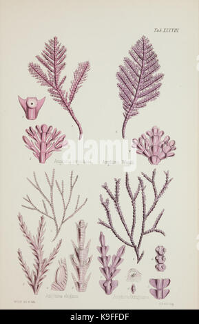 „Nereis australis“ bezieht sich auf eine Meeresart des Polychaetenwurms, der im südlichen Ozean vorkommt. Das Buch befasst sich auch mit Meeresalgen im Indischen Ozean und im Pazifischen Ozean mit Illustrationen und Beschreibungen dieser Organismen. Stockfoto