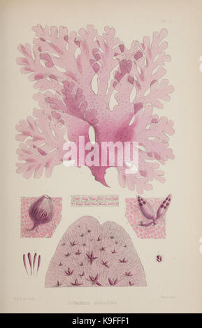 Nereis Australis, oder Algen im Südlichen Ozean (17643994328) Stockfoto