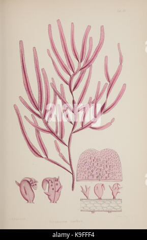 Nereis australis, oder Algen des Südlichen Ozeans, konzentriert sich auf Meeresalgen aus den Südlichen Ozeanen. Diese Arbeit bietet eine wissenschaftliche Studie über Algenarten, die in der Antarktis, im Indischen Ozean und im Pazifischen Ozean vorkommen. Stockfoto