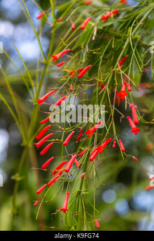 St. Lucia. Blume. Russelia equisetiformis, (fountainbush, Feuerwerkskörper, Korallen, Korallen Brunnen, coralblow oder Brunnen Pflanze). Stockfoto