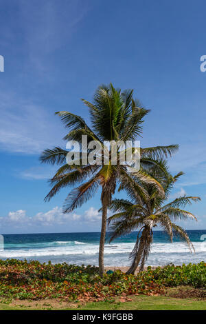 Barbados. Barclay Park, Atlantik Seite der Insel. Sea Grape verwendet für Strand Erosionsschutz. Stockfoto