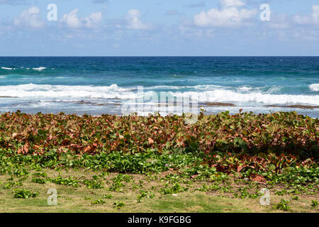 Barbados. Barclay Park, Atlantik Seite der Insel. Sea Grape verwendet für Strand Erosionsschutz. Stockfoto