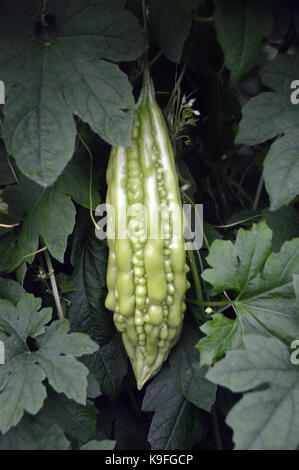 Momordica charantia (bitteren Kürbis) im Gemüsegarten im Eden Project, Cornwall, England, Großbritannien wächst. Stockfoto