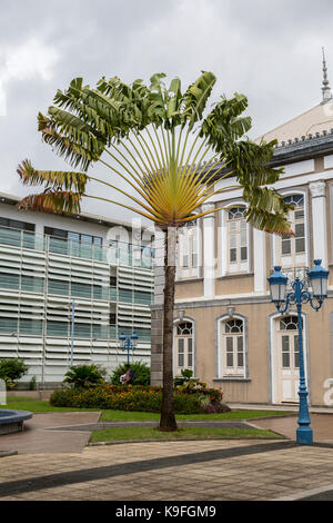 Fort-de-France, Martinique. Traveler's Palm auf dem Gelände des ehemaligen Hotel de Ville, Rathaus. Stockfoto
