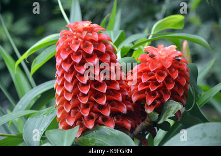 Tapeinochilos ananassae (Ananas Ingwer) Anlage im Eden Project, Cornwall, England, Großbritannien gewachsen. Stockfoto