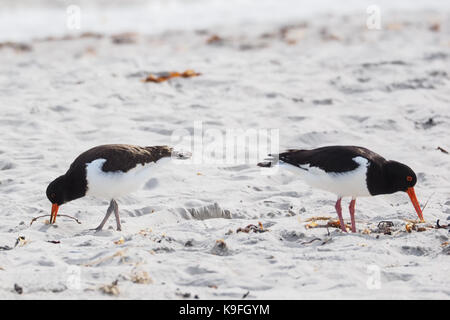 In der Nähe von zwei austernfischer am Strand der Insel Helgoland Stockfoto