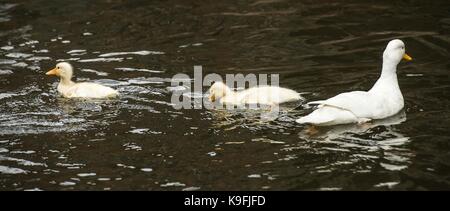 Dunham Massey, Altrincham, Cheshire Stockfoto