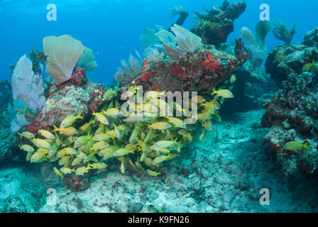 Typische Unterwasserlandschaft aus ein gesundes Korallenriff in Puerto Morelos, Mexiko mit einer Schule der französischen grunzen Fische und bunte Korallen. Stockfoto