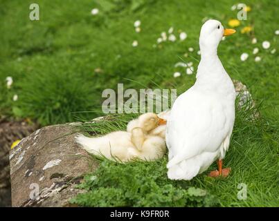 Dunham Massey, Altrincham, Cheshire Stockfoto