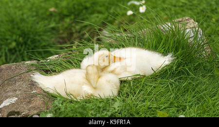 Dunham Massey, Altrincham, Cheshire Stockfoto