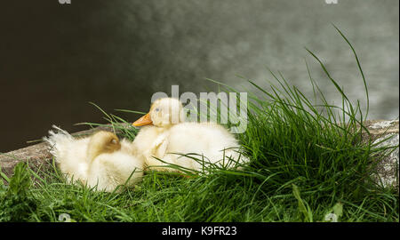 Dunham Massey, Altrincham, Cheshire Stockfoto