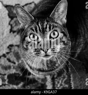 Schwarze und weiße Katze mit großen grünen Augen. Stockfoto