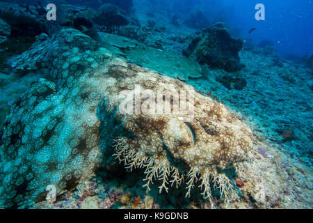 Pastellrosafarbene Rispen wobbegong Shark liegen auf Meeresboden bereit Beute aufzulauern, Raja Ampat Inseln, West Papua Stockfoto