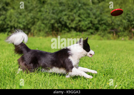 Bild von einem Border Collie, die für einen Frisbee Disc läuft Stockfoto