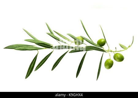 Ein Foto von einem lebendigen Olive Tree Zweig mit Beeren, auf weißem Hintergrund Stockfoto