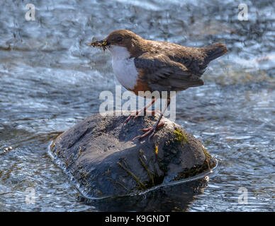 Pendelarm sammeln Lebensmittel Arron Bridge/Dervaig/Isle of Mull/Western Scotland/UK/Britischen Inseln Stockfoto