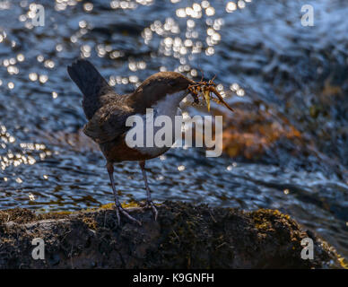 Pendelarm sammeln Lebensmittel Arron Bridge/Dervaig/Isle of Mull/Western Scotland/UK/Britischen Inseln Stockfoto