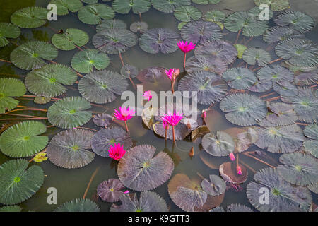 Rote Wasserlilien (Nymphaea rubra) in einem Teich, Sukhothai Historical Park, Sukhothai, Thailand Stockfoto