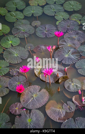 Rote Wasserlilien (Nymphaea rubra) in einem Teich, Sukhothai Historical Park, Sukhothai, Thailand Stockfoto