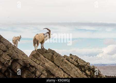 Paar wilde Bergziege auf Felsen über dem Meer. Langhaarigen Billy und Ziegen auf Brean in Somerset, Teil einer wilden Herde Stockfoto