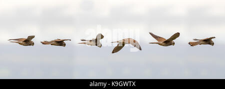 Turmfalken (Falco tinnunculus) schwebt im Flug. Composite von Positionen der Vogel Scannen nach Beute unter Beibehaltung der statischen im Verhältnis zum Boden Stockfoto