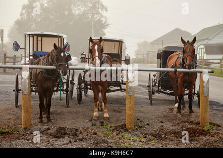 Weiß Nebraska Amish Buggies bei der wöchentlichen Auktion in Belleville, Big Valley, Pennsylvania. Die Nebraska Amish gehören zu den strengsten der Amish Sekten. Stockfoto