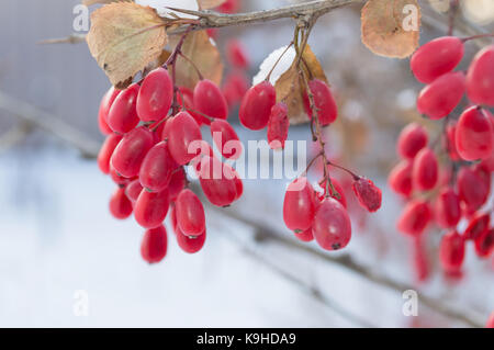 Roten Berberitzen im Winter Stockfoto