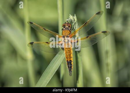 Eine Nahaufnahme voller Länge Blick von oben zeigt eine Vier spotted Chaser Libelle auf einem Grashalm Stockfoto