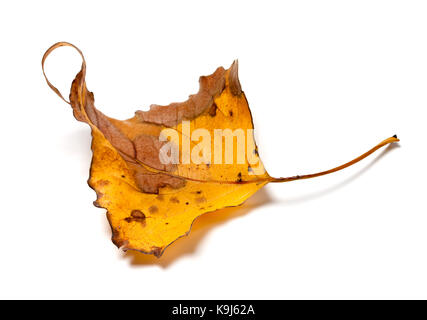 Herbst Gelb trockene Blätter von Pappel auf weißem Hintergrund Stockfoto