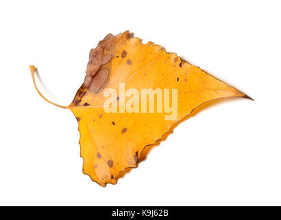 Herbst Gelb trockene Blätter von Pappel auf weißem Hintergrund. Selektive konzentrieren. Stockfoto