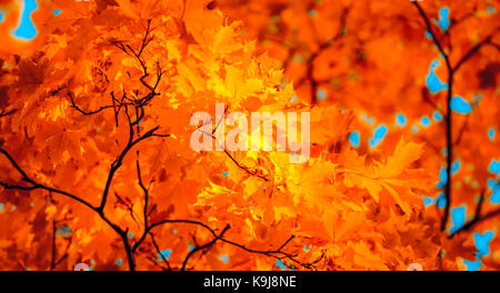 Herbstlaub, sehr flachen Fokus Stockfoto