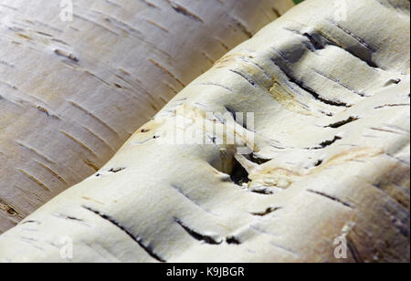 Ein großes Stück gebogene Birkenrinde. Selektiver Fokus Stockfoto