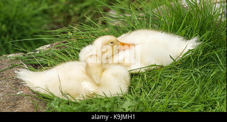 Dunham Massey, Altrincham, Cheshire Stockfoto