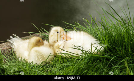 Dunham Massey, Altrincham, Cheshire Stockfoto