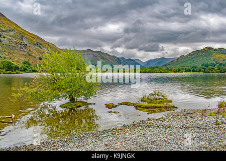 Eine einzige Bush in den See in Derby, England, auf seiner eigenen kleinen Insel. Stockfoto