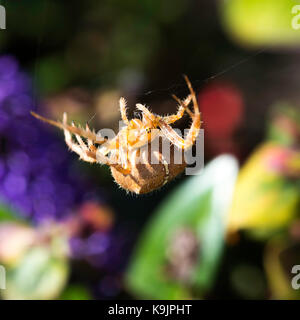 Eine große European Garden Spider Closeup im Netz in einem kleinen Strauch in einem Garten in Alsager Cheshire England Vereinigtes Königreich Großbritannien Stockfoto