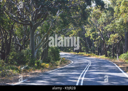 Straße windet sich durch Eukalyptus Wald in der Nähe von Garie Beach im Royal National Park, NSW, Australien Stockfoto