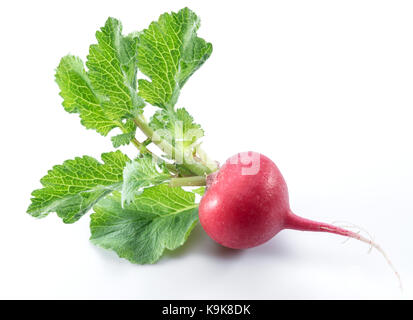 Roter Salat Radieschen mit Blättern auf dem weißen Hintergrund. Stockfoto