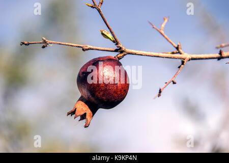 Landschaft, Montenegro-Reife wilde Granatapfel auf dem Zweig in den späten Sommer Stockfoto