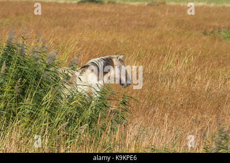 Foto eines wilden Konik Horse im langen Gras Stockfoto