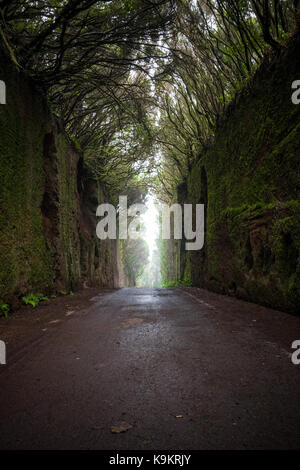 Straße und die MOSS-Wand in ländlichen Anaga Park, Teneriffa, Kanarische Inseln, Spanien. Stockfoto
